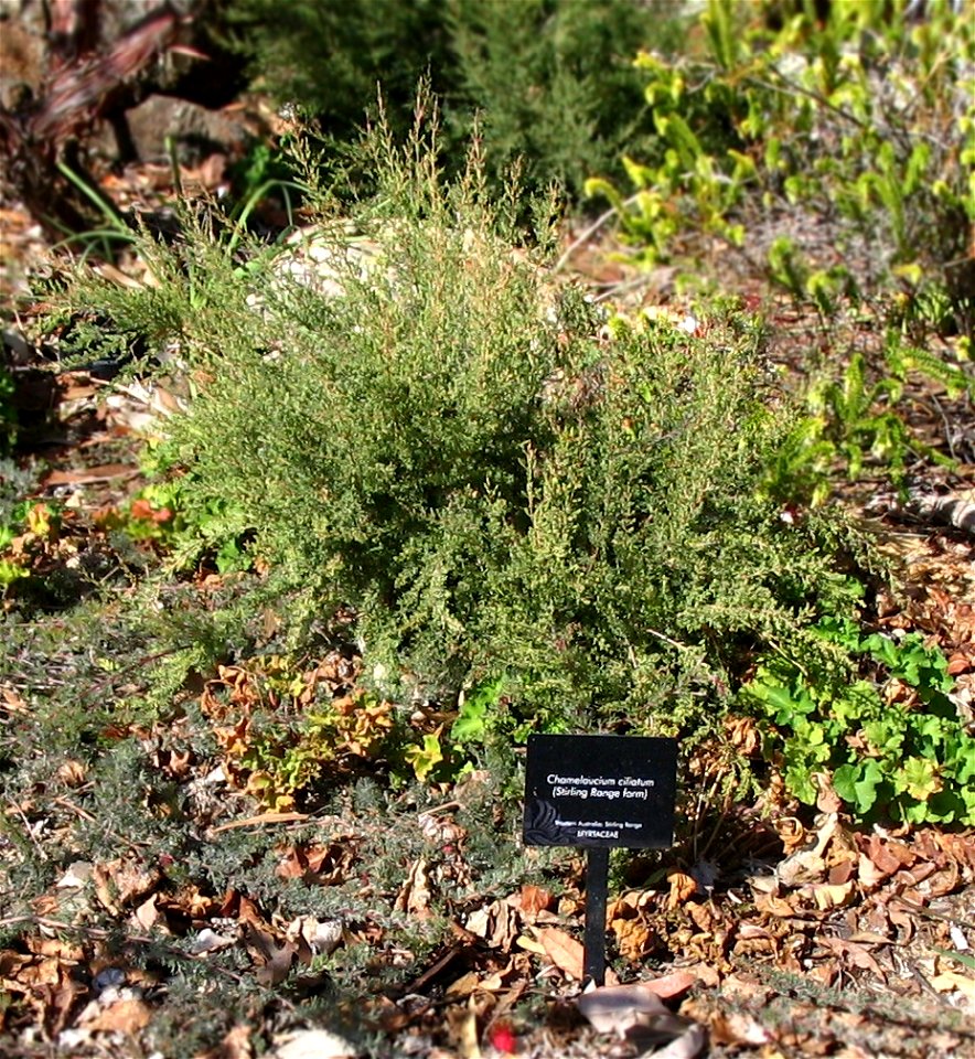 Chamelaucium ciliatum (Stirling Range form) plant in Kings Park, Perth, Australia. Edited to crop and for artificial DoF.