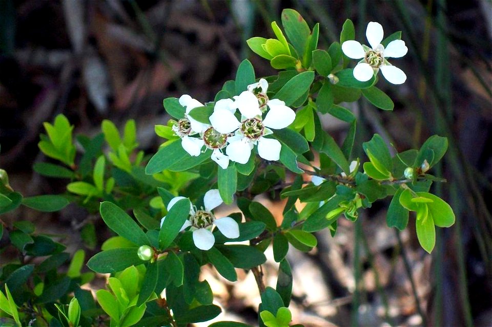 Tea Tree, Bairne Track, Ku-ring-gai Chase National Park, Australia. Likely to be Leptospermum grandifolium, (flowers forming singly), leaves glossier than Leptospermum laevigatum, growing at 150 metre