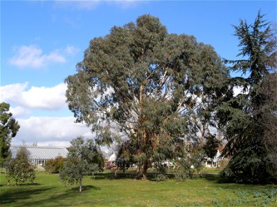 Eucalyptus Chapmaniana (Bogong Gum) in Kew Gardens, London photo