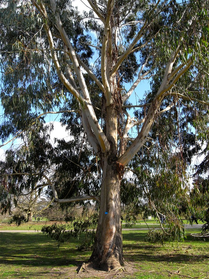 Eucalyptus Chapmaniana (Bogong Gum) in Kew Gardens, London.
