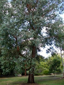 Photographed at en:Maranoa Gardens, en:Melbourne, Victoria, en:Australia HelloMojo 07:59, 6 April 2007 (UTC)