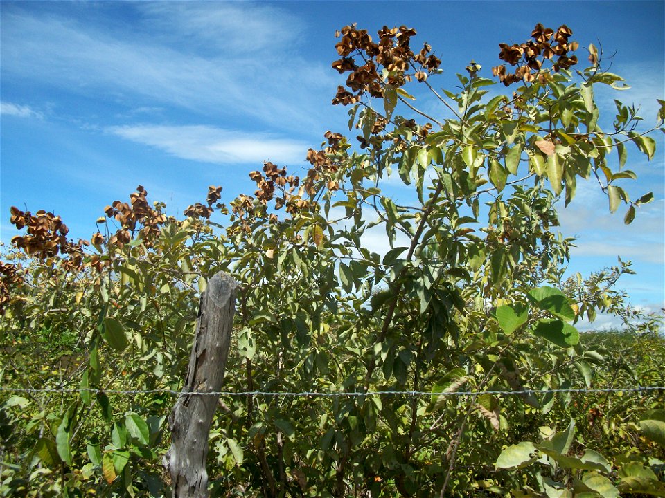 Mofumbo, arbusto comum na caatinga