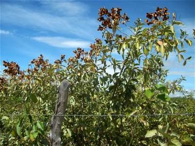 Mofumbo, arbusto comum na caatinga photo