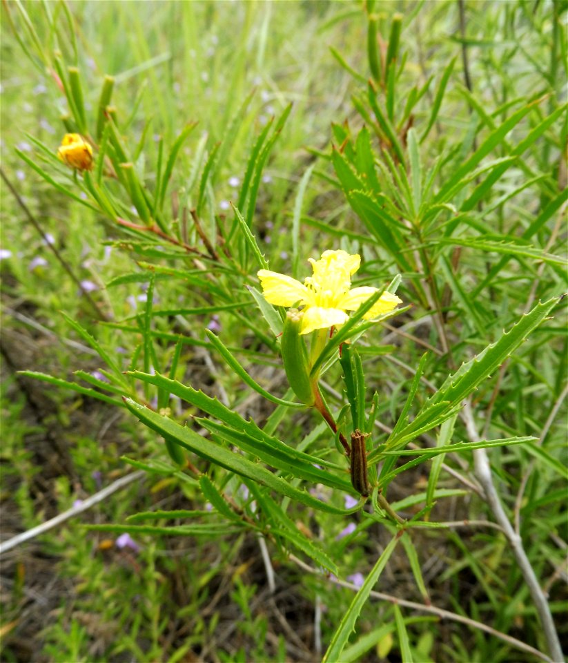 Oenothera berlandieri, dry rocky prairie at Tandy Hills Natural Area, Tarrant County, Texas.