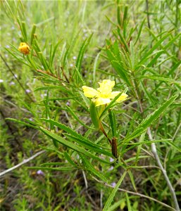 Oenothera berlandieri, dry rocky prairie at Tandy Hills Natural Area, Tarrant County, Texas.