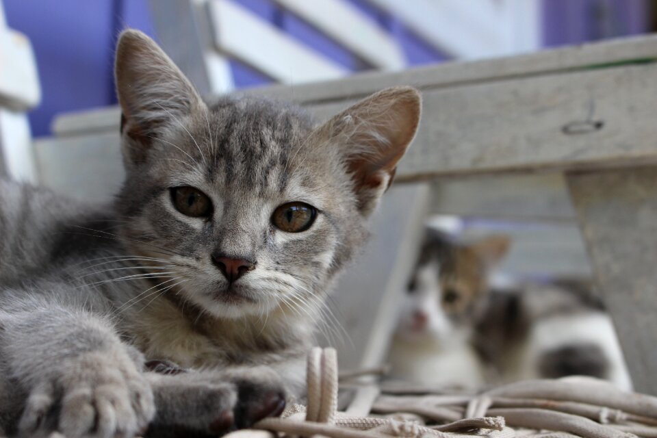 Cat kitten gray