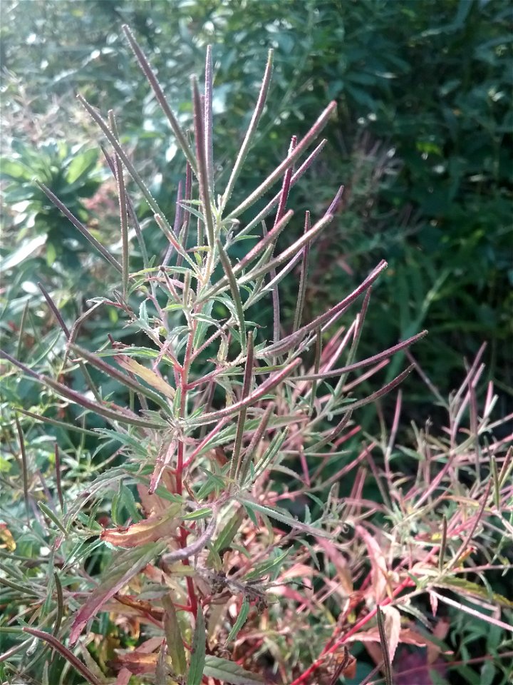 Cinnamon Willow-herb (Epilobium coloratum)