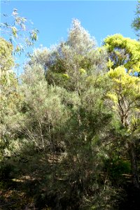 Botanical specimen in the Jardín Botánico de Barcelona - Barcelona, Spain. photo