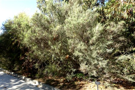 Botanical specimen in the Jardín Botánico de Barcelona - Barcelona, Spain. photo