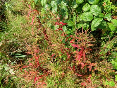 Cinnamon Willow-herb (Epilobium coloratum)