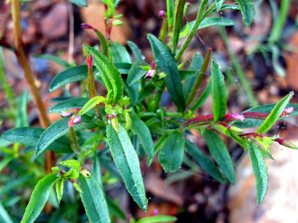 Epilobium anagallidifolium flowers close up, "Pantano del Montoro" Mestanza, Valle de Alcudia, Spain