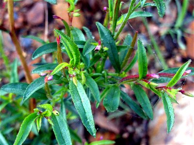 Epilobium anagallidifolium flowers close up, "Pantano del Montoro" Mestanza, Valle de Alcudia, Spain