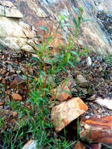 Epilobium anagallidifolium habitus, "Pantano del Montoro" Mestanza, Valle de Alcudia, Spain