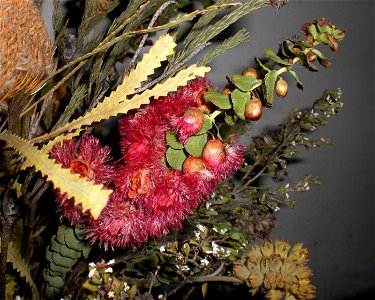 A specimen of Verticordia grandis in dried arrangement of flowers, collected near Eneabba, Western Australia. photo