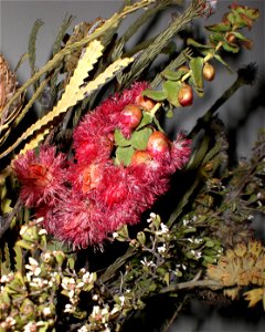 A specimen of Verticordia grandis in dried arrangement of flowers, collected near Eneabba, Western Australia. photo