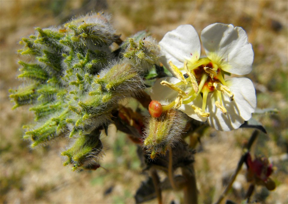 Camissonia claviformis in Anza Borrego Desert State Park, California, USA.