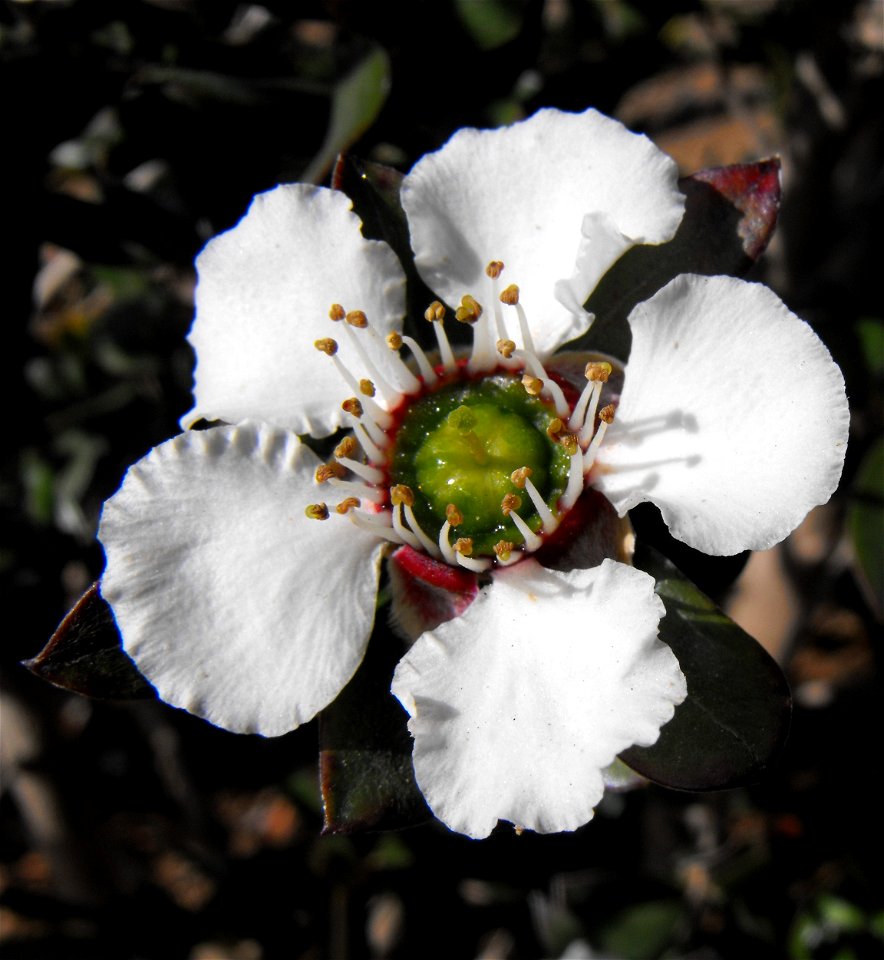Leptospermum turbinatum 'Flat Rock' in the Water Conservation Garden at Cuyamaca College, El Cajon, California, USA. Identified by sign.