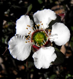 Leptospermum turbinatum 'Flat Rock' in the Water Conservation Garden at Cuyamaca College, El Cajon, California, USA. Identified by sign.