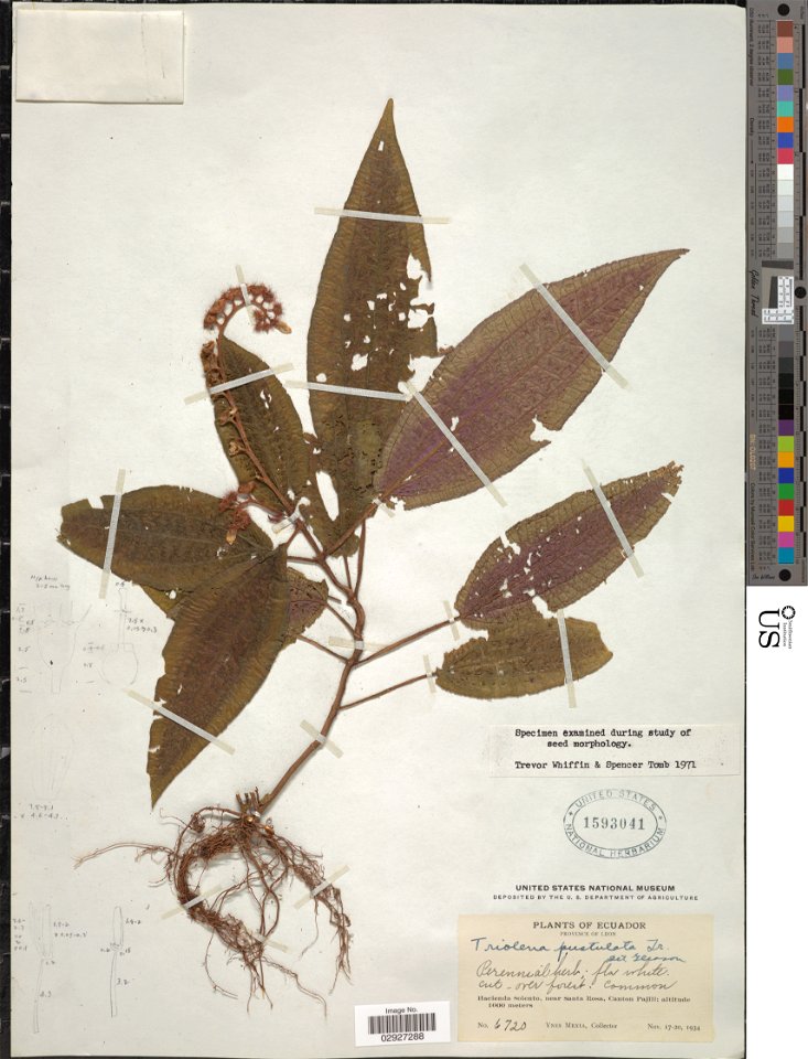 Botanical specimen of Triolena pustulata Triana. 
Plantae Dicotyledonae Myrtales Melastomataceae. Province of Leon, Hacienda Solento, near Santa Rosa, Canton Pajili., Ecuador, South America - Neotropi
