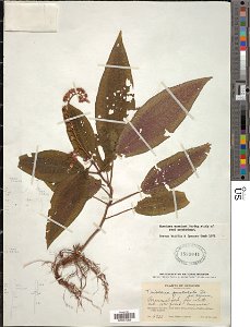 Botanical specimen of Triolena pustulata Triana. 
Plantae Dicotyledonae Myrtales Melastomataceae. Province of Leon, Hacienda Solento, near Santa Rosa, Canton Pajili., Ecuador, South America - Neotropi