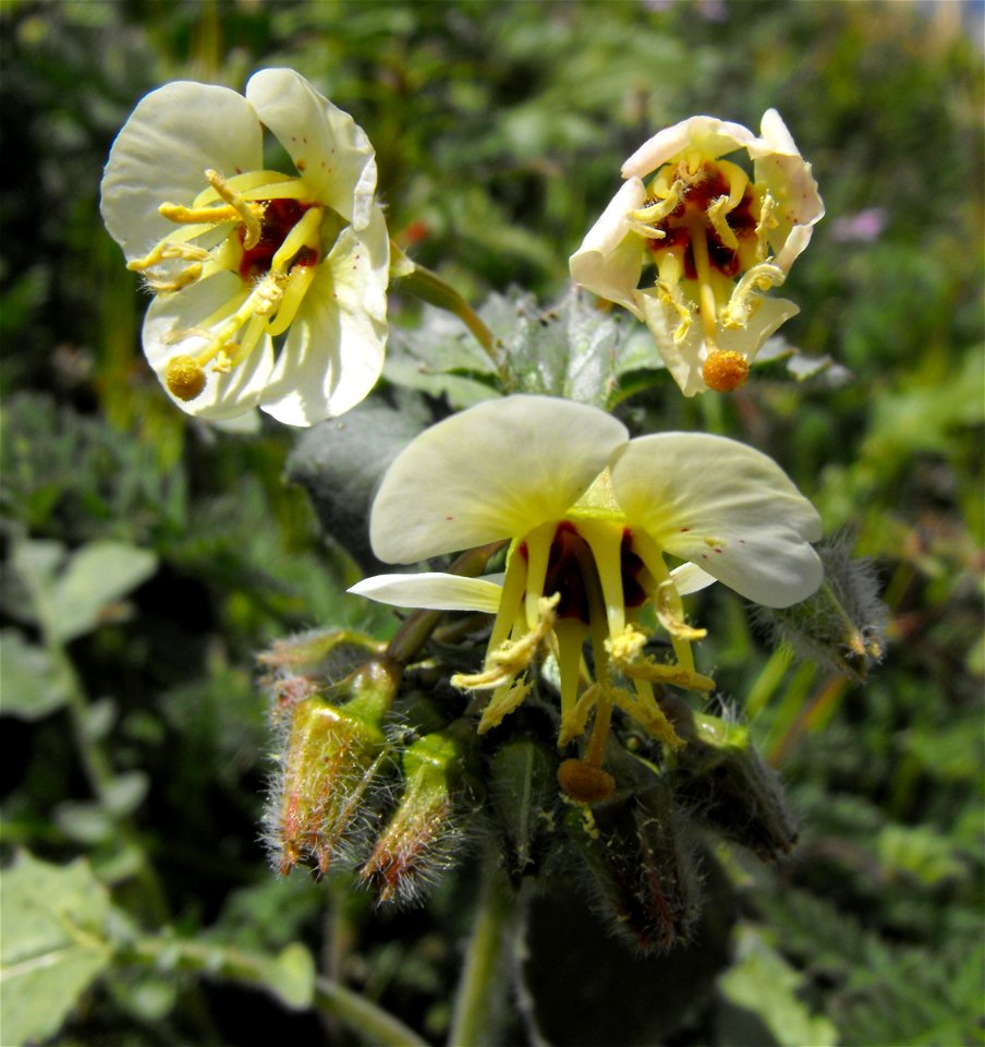 Camissonia claviformis in Anza Borrego Desert State Park, California, USA.