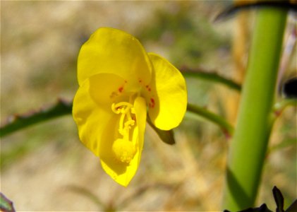 Camissonia californica in Anza Borrego Desert State Park, California, USA. photo