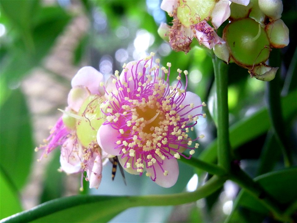 Syzygium papyraceum at Royal Botanic Gardens, Sydney