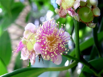 Syzygium papyraceum at Royal Botanic Gardens, Sydney