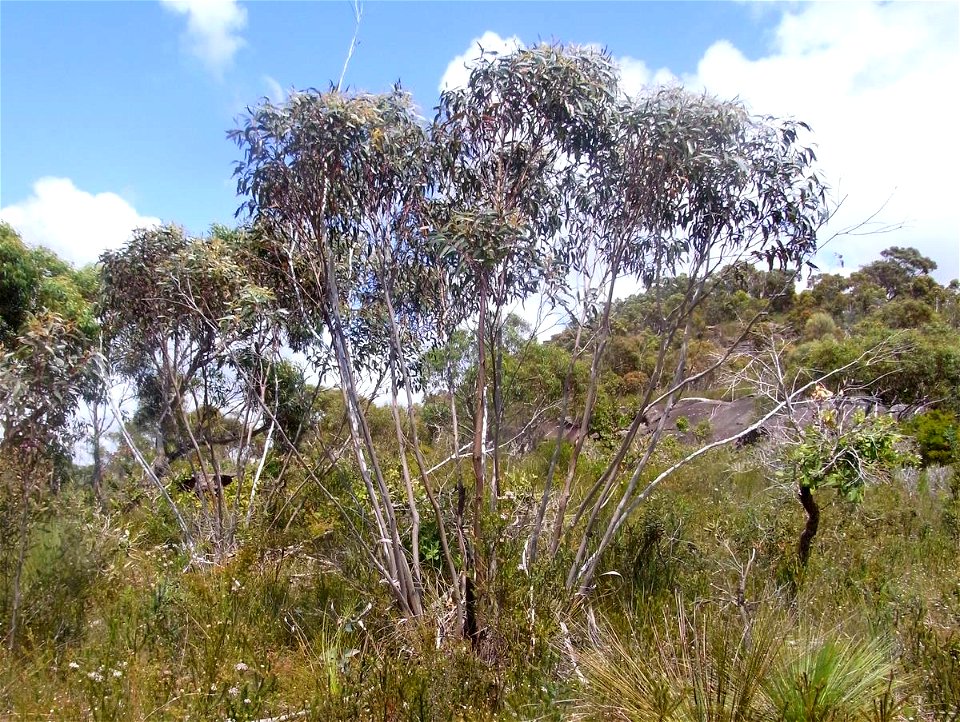 a very common mallee at Ku-ring-gai Chase National Park, possibly Eucalyptus obstans or E. multicaulis