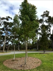 Eucalyptus houseana at Kings Park, WA photo