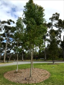 Eucalyptus houseana at Kings Park, WA