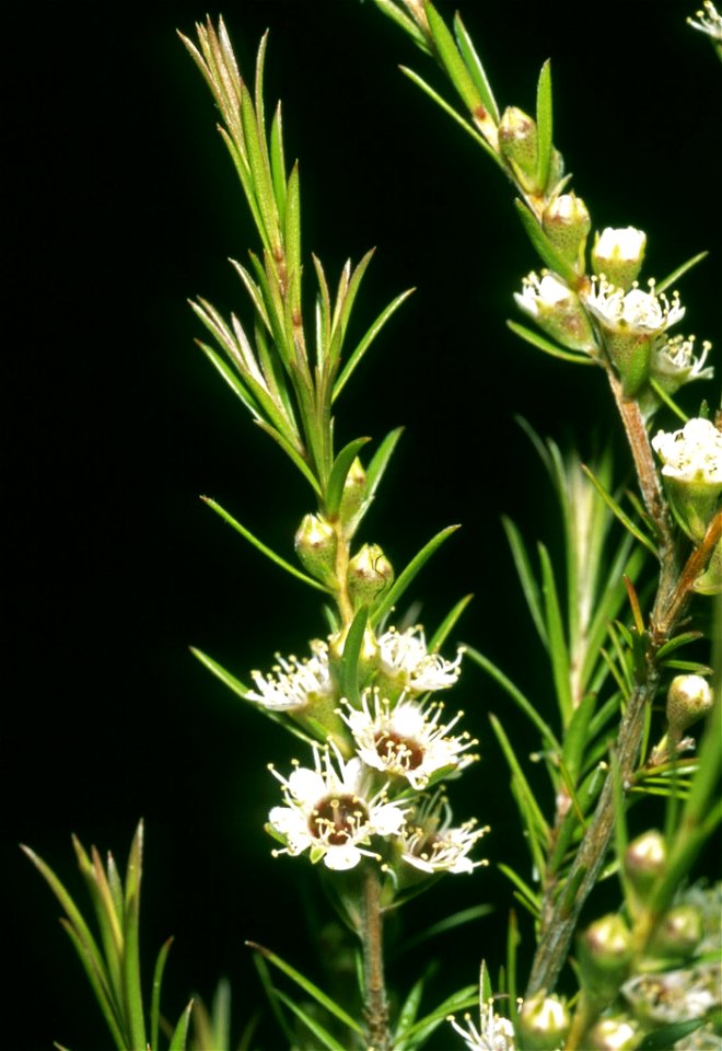 Kunzea linearis foliage and flowers - Karikari Peninsula