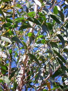 Eucalyptus dendromorpha, leaves. Eurobodalla Botanic Gardens, Batemans Bay, Australia