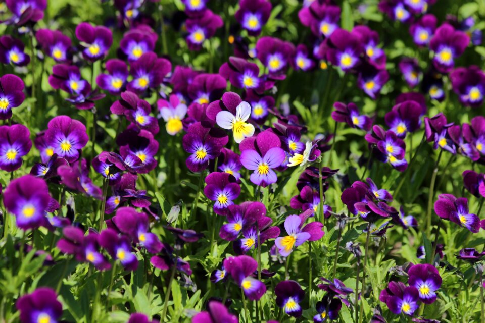 Flower bed summer garden plants