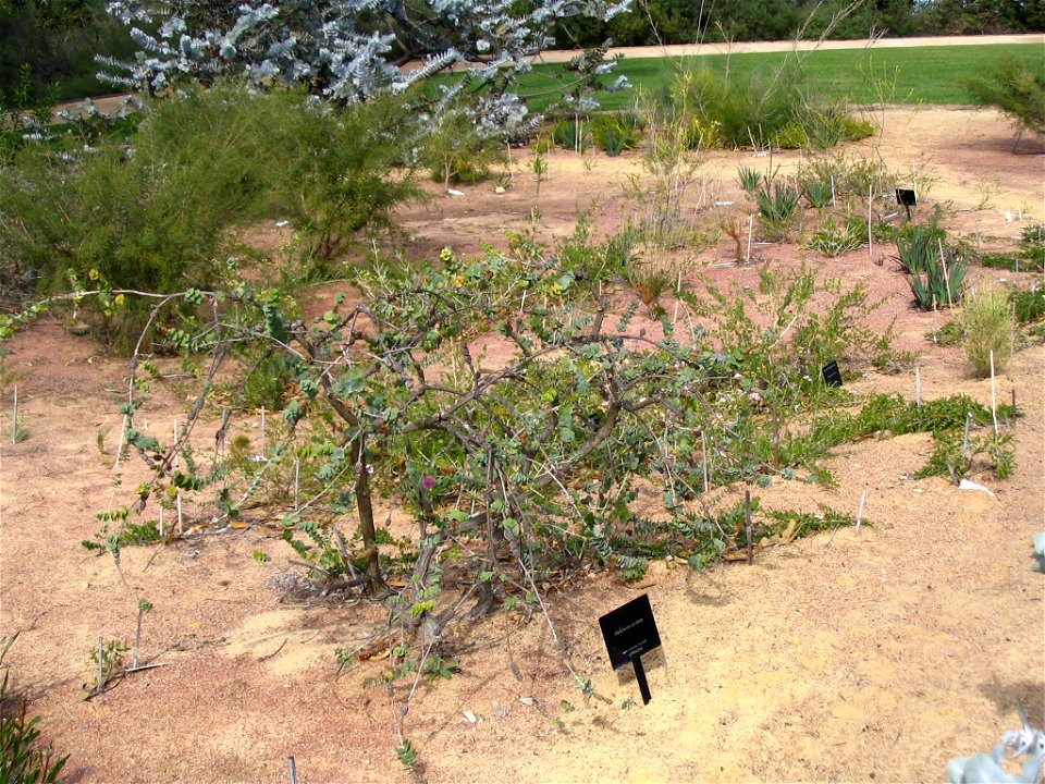 Melaleuca cordata plant in Kings Park, Perth, Australia.