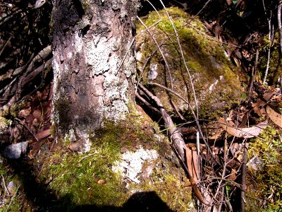 base of Eucalyptus imlayensis, Mount Imlay, Australia