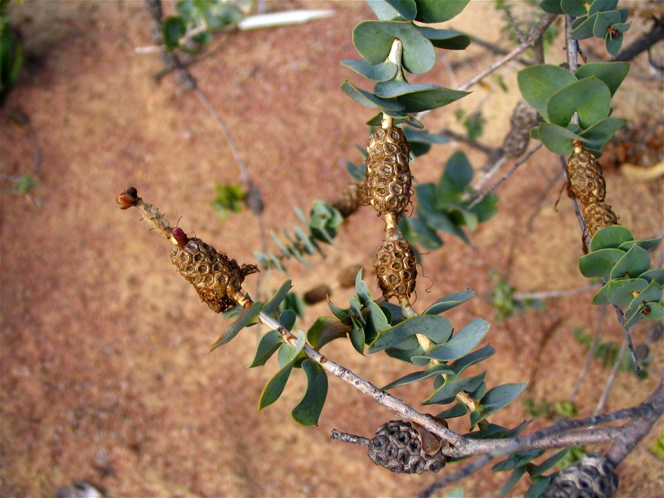 Closeup of leaves and flower buds of Melaleuca cordata plant in Kings Park, Perth, Australia.