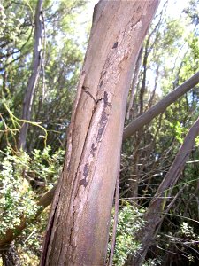 Eucalyptus imlayensis stem. Mount Imlay, NSW, Australia. (Plant was marked by tape and tag, and numbered). photo