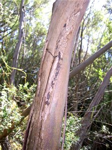 Eucalyptus imlayensis stem. Mount Imlay, NSW, Australia. (Plant was marked by tape and tag, and numbered).