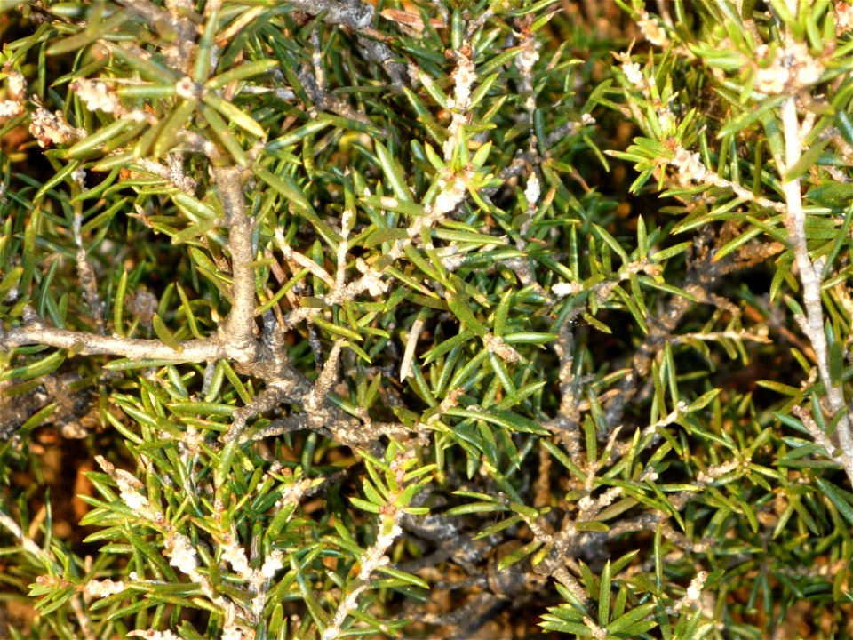 Leaves of Melaleuca_striata (Myrtaceae) near Cape Riche WA