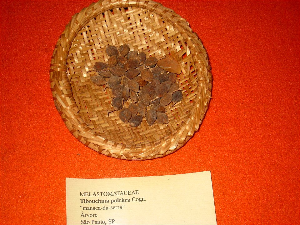 Tibouchina pulchra specimen in the Museu Botânico Dr. João Barbosa Rodrigues, Jardim Botânico de São Paulo, São Paulo City, SP, Brazil.