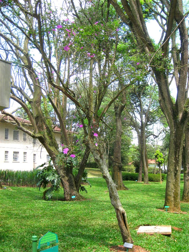 Tibouchina pulchra in the Jardim Botânico de São Paulo, São Paulo City, SP, Brazil.