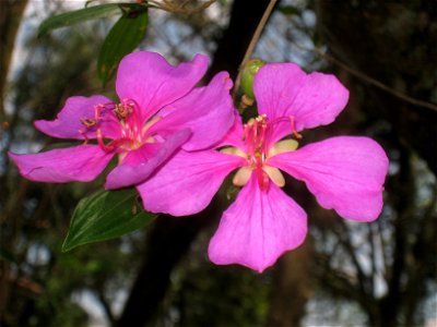 Tibouchina pulchra in the Jardim Botânico de São Paulo, São Paulo City, SP, Brazil.