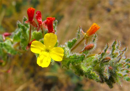 I believe it is Camissoniopsis hirtella. Taken at Lake Poway in Poway, California, USA. The area burned a couple years ago.