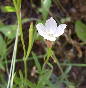 Clarkia epilobioides at Blue Sky Ecological Reserve in Poway, California, USA.