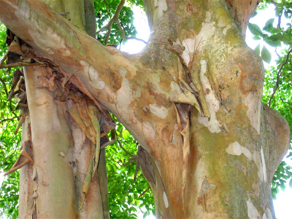 Terminalia kuhlmannii in the Jardim Botânico de São Paulo, São Paulo City, SP, Brazil.