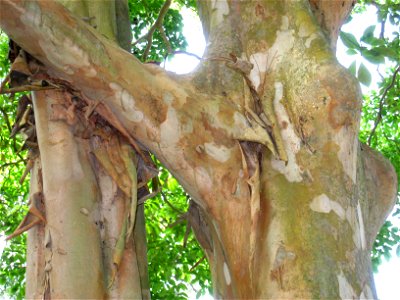 Terminalia kuhlmannii in the Jardim Botânico de São Paulo, São Paulo City, SP, Brazil.