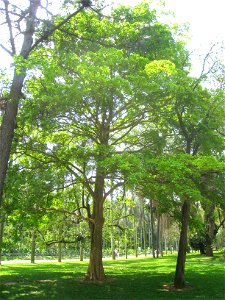 Terminalia kuhlmannii in the Jardim Botânico de São Paulo, São Paulo City, SP, Brazil.