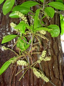 Terminalia kuhlmannii in the Jardim Botânico de São Paulo, São Paulo City, SP, Brazil.