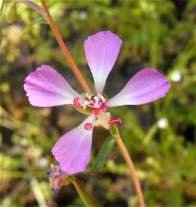 Clarkia delicata at Blue Sky Ecological Reserve in Poway, California, USA.
